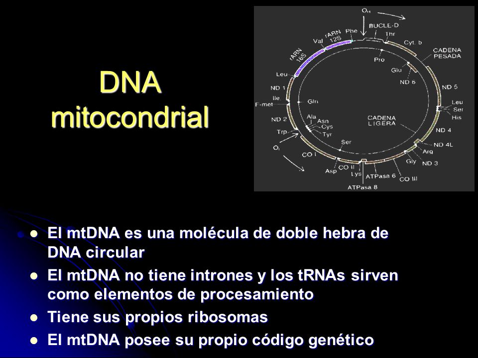 DNA mitocondrial El mtDNA es una molécula de doble hebra de DNA circular.