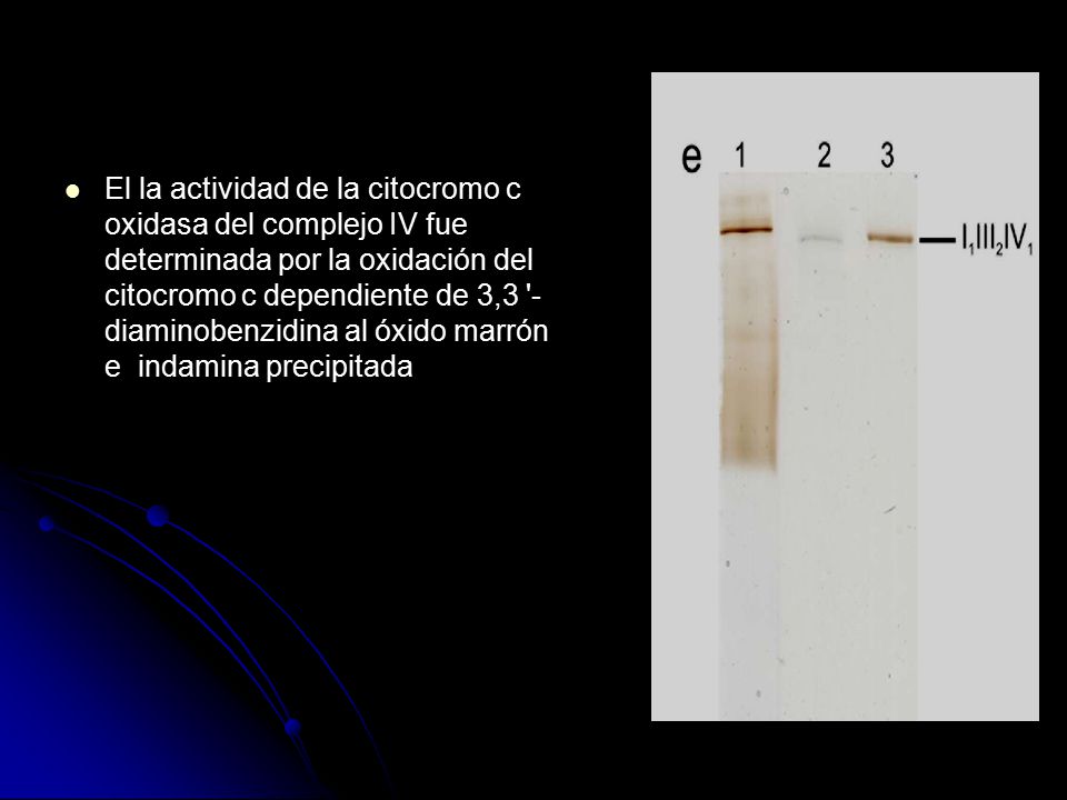 El la actividad de la citocromo c oxidasa del complejo IV fue determinada por la oxidación del citocromo c dependiente de 3,3 -diaminobenzidina al óxido marrón e indamina precipitada