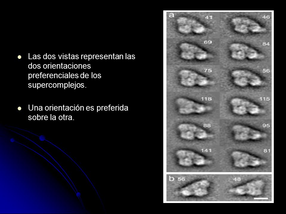 Las dos vistas representan las dos orientaciones preferenciales de los supercomplejos.