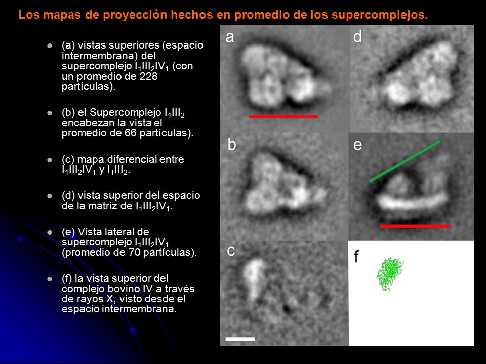 Los mapas de proyección hechos en promedio de los supercomplejos.