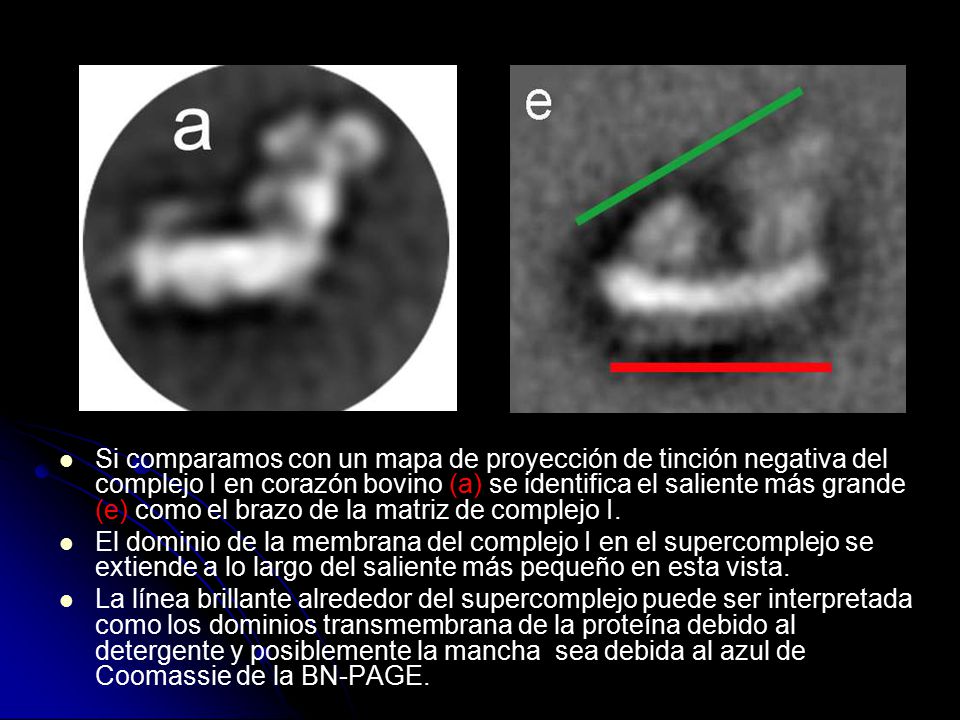Si comparamos con un mapa de proyección de tinción negativa del complejo I en corazón bovino (a) se identifica el saliente más grande (e) como el brazo de la matriz de complejo I.