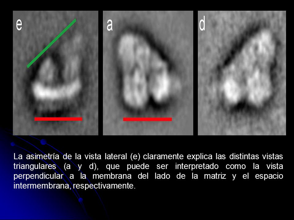 La asimetría de la vista lateral (e) claramente explica las distintas vistas triangulares (a y d), que puede ser interpretado como la vista perpendicular a la membrana del lado de la matriz y el espacio intermembrana, respectivamente.