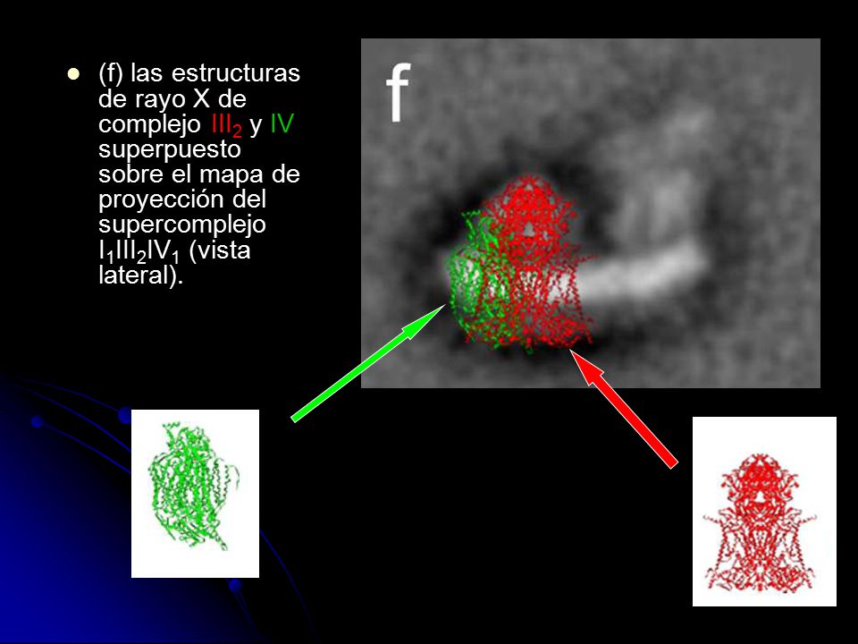 (f) las estructuras de rayo X de complejo III2 y IV superpuesto sobre el mapa de proyección del supercomplejo I1III2IV1 (vista lateral).