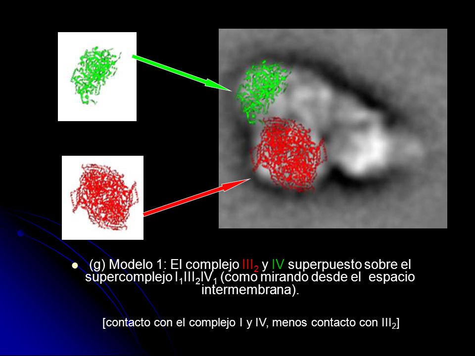 [contacto con el complejo I y IV, menos contacto con III2]