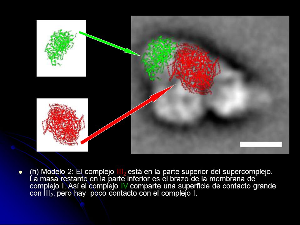 (h) Modelo 2: El complejo III2 está en la parte superior del supercomplejo.