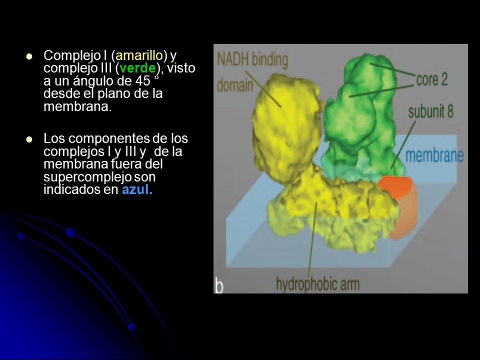 Complejo I (amarillo) y complejo III (verde), visto a un ángulo de 45 ° desde el plano de la membrana.