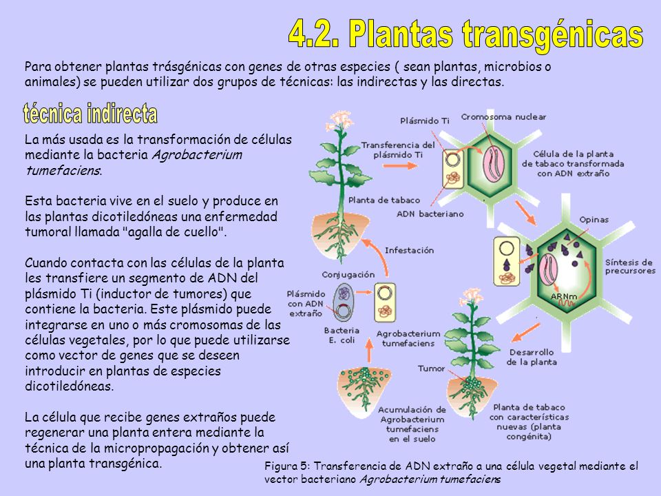 4.2. Plantas transgénicas técnica indirecta