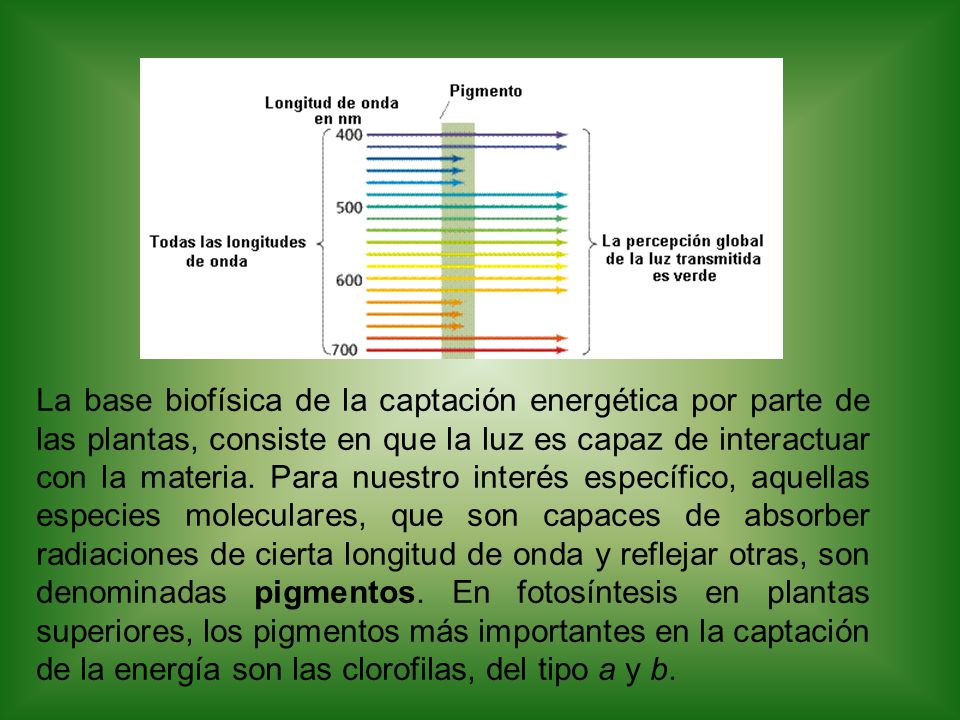 organismos fotosintéticos usan varios tipos de pigmentos en la fotosíntesis (Figura 11.11).