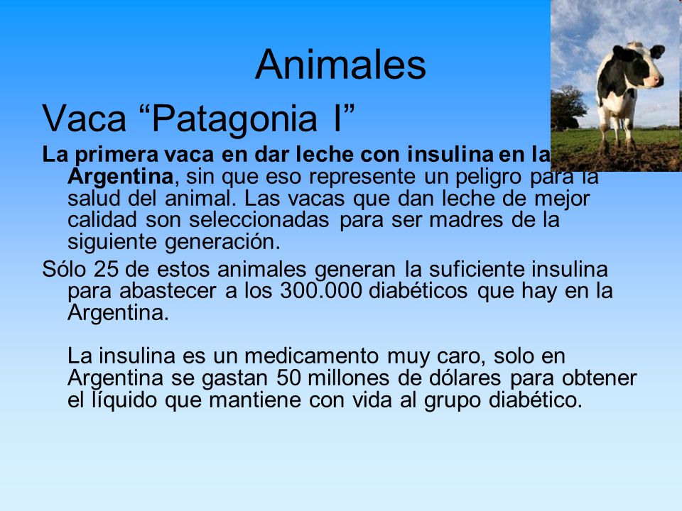 Animales Vaca Patagonia I