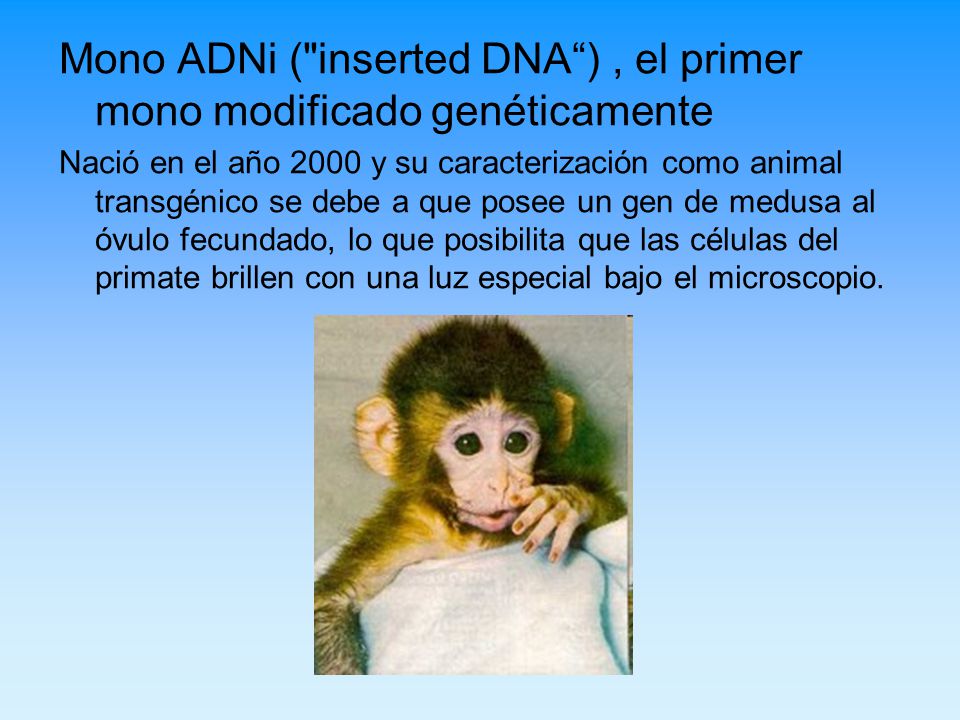 Mono ADNi ( inserted DNA ) , el primer mono modificado genéticamente