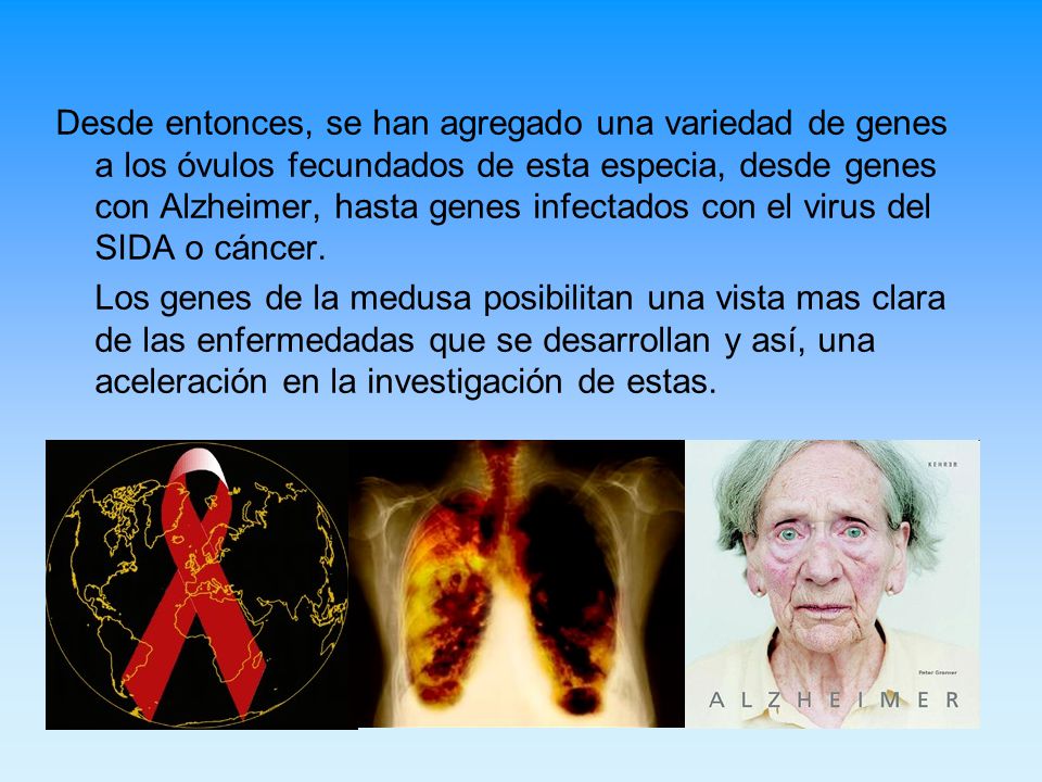 Desde entonces, se han agregado una variedad de genes a los óvulos fecundados de esta especia, desde genes con Alzheimer, hasta genes infectados con el virus del SIDA o cáncer.