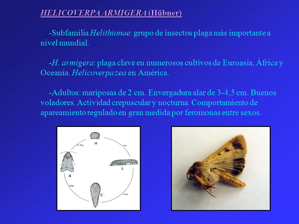 HELICOVERPA ARMIGERA (Hübner) -Subfamilia Helithionae: grupo de insectos plaga más importante a nivel mundial.