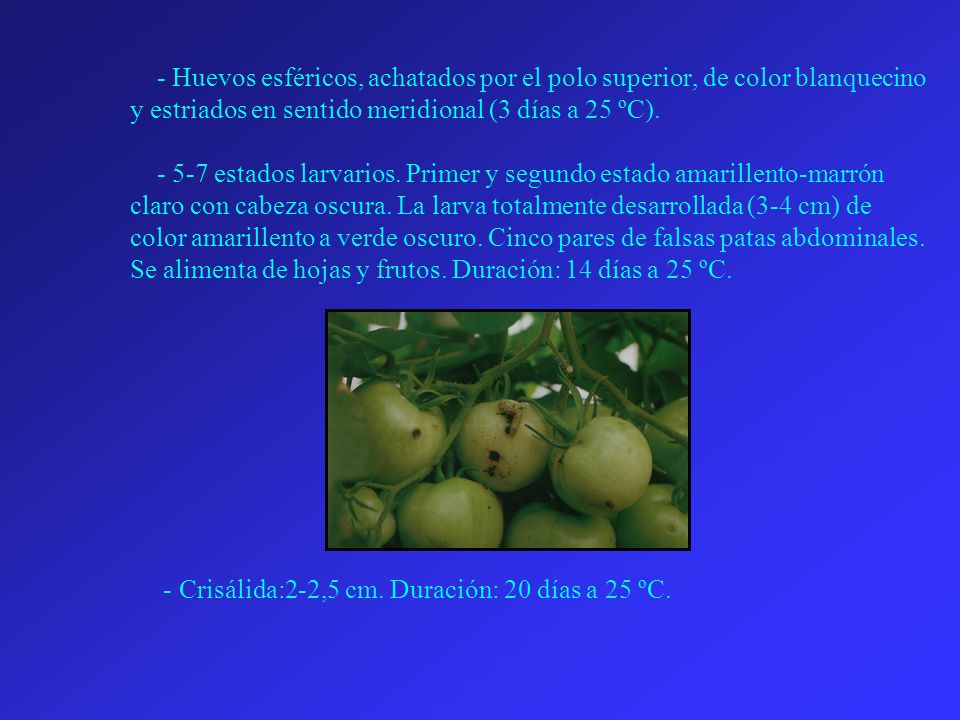 - Huevos esféricos, achatados por el polo superior, de color blanquecino y estriados en sentido meridional (3 días a 25 ºC).