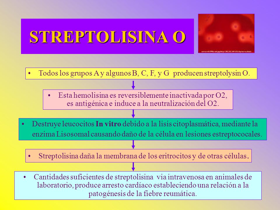 STREPTOLISINA O Todos los grupos A y algunos B, C, F, y G producen streptolysin O.