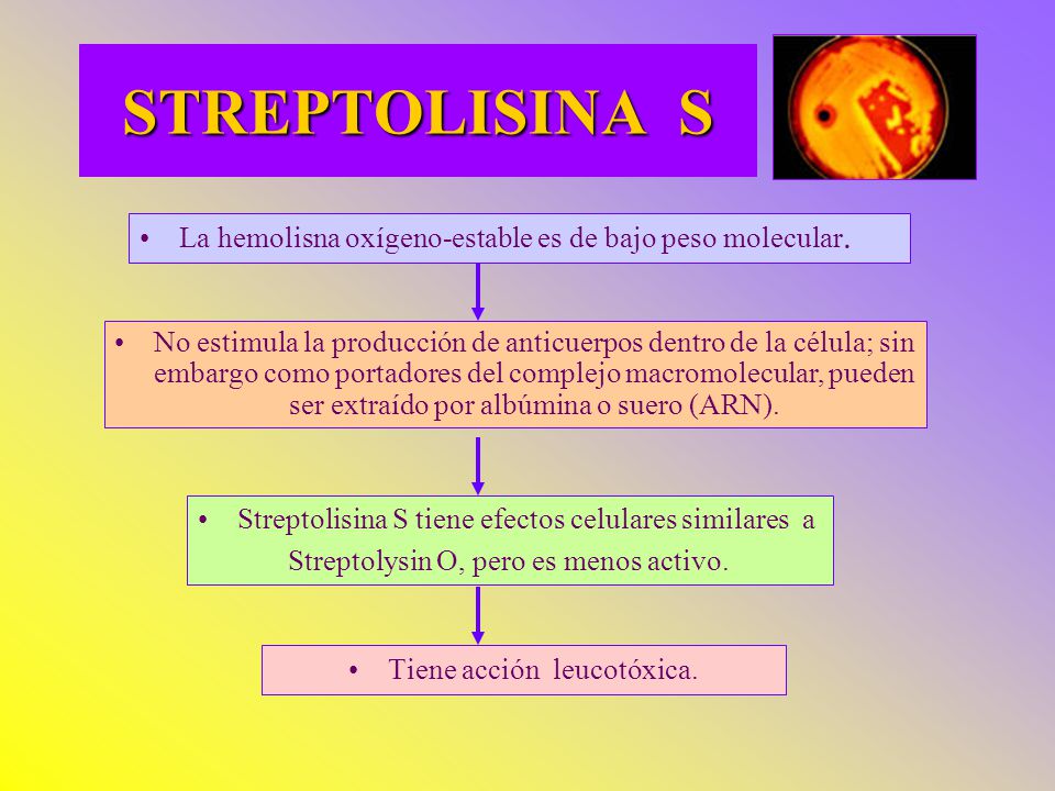 STREPTOLISINA S La hemolisna oxígeno-estable es de bajo peso molecular.