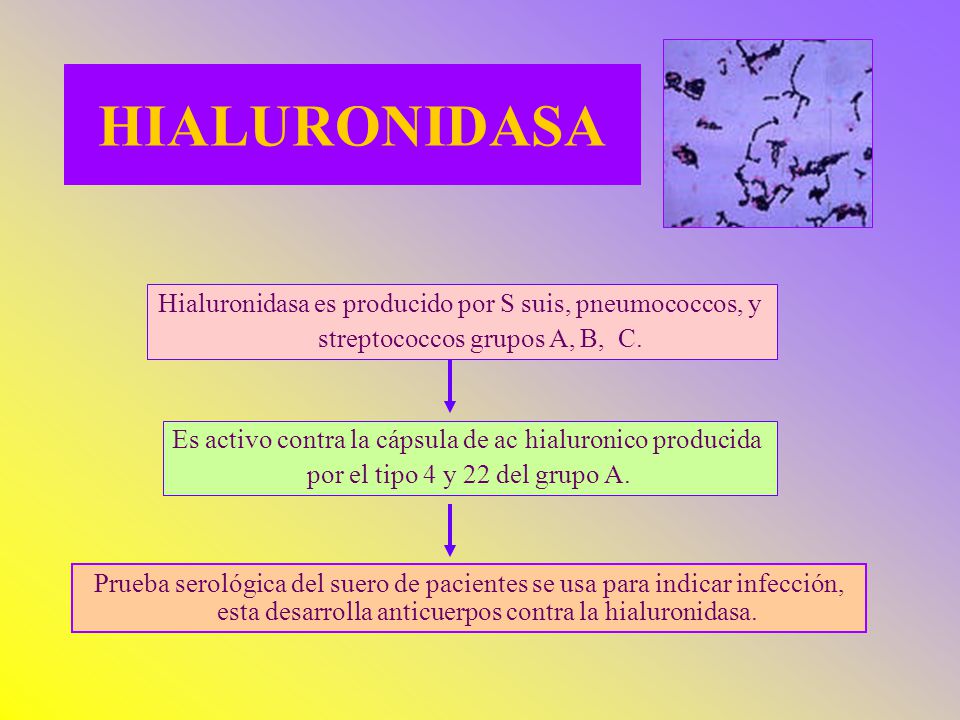 HIALURONIDASA Hialuronidasa es producido por S suis, pneumococcos, y