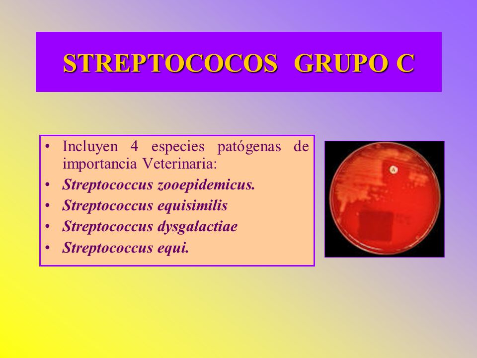 STREPTOCOCOS GRUPO C Incluyen 4 especies patógenas de importancia Veterinaria: Streptococcus zooepidemicus.