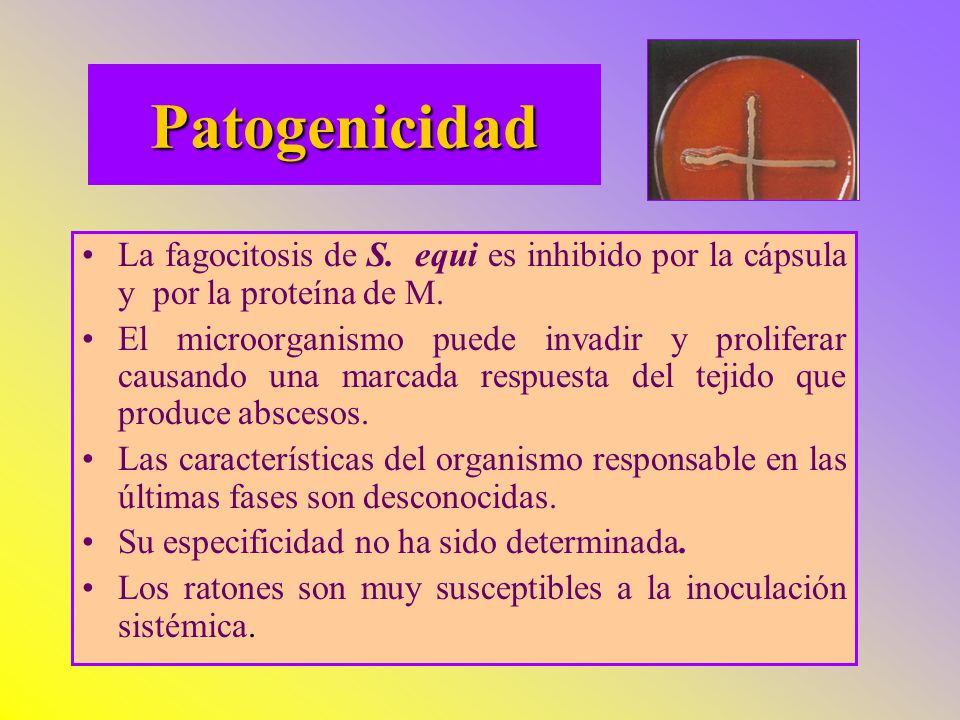 Patogenicidad La fagocitosis de S. equi es inhibido por la cápsula y por la proteína de M.