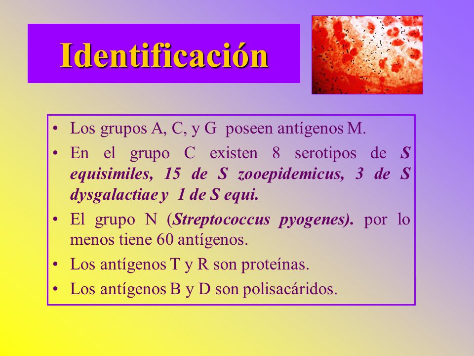 Identificación Los grupos A, C, y G poseen antígenos M.
