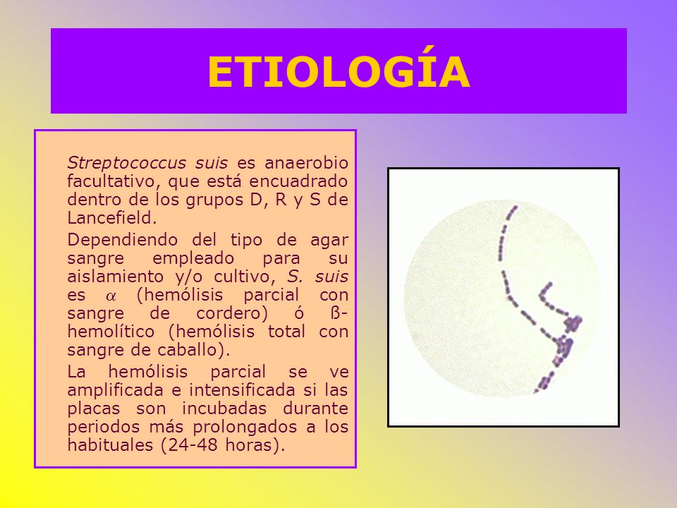 ETIOLOGÍA Streptococcus suis es anaerobio facultativo, que está encuadrado dentro de los grupos D, R y S de Lancefield.