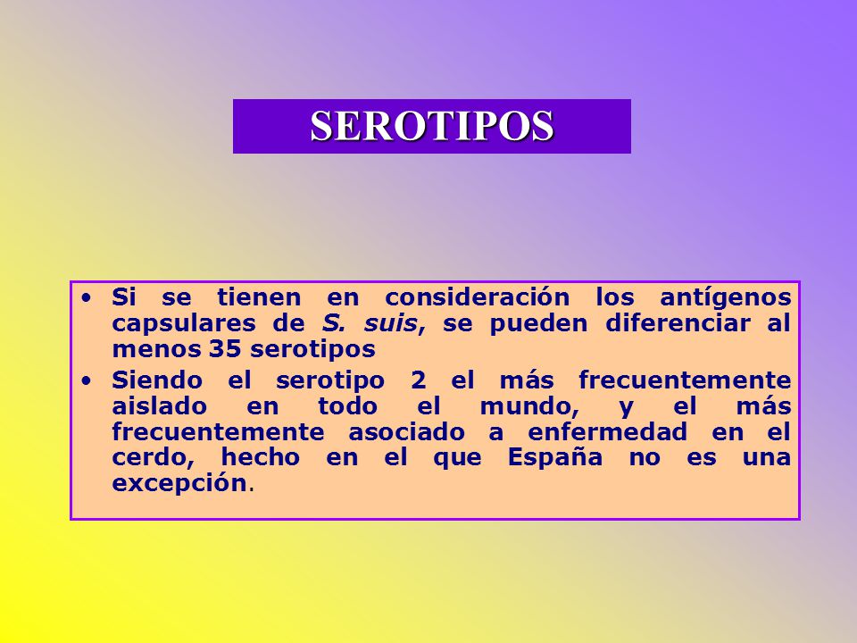 SEROTIPOS Si se tienen en consideración los antígenos capsulares de S. suis, se pueden diferenciar al menos 35 serotipos.
