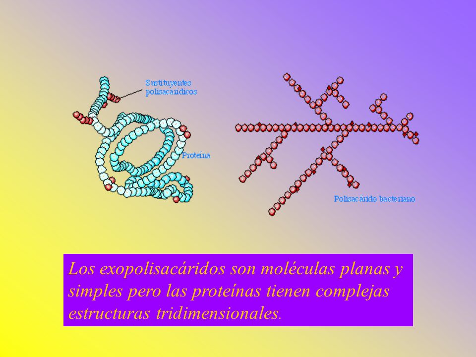 Los exopolisacáridos son moléculas planas y simples pero las proteínas tienen complejas estructuras tridimensionales.