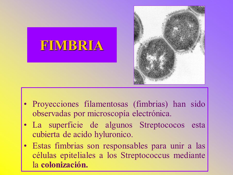 FIMBRIA Proyecciones filamentosas (fimbrias) han sido observadas por microscopía electrónica.