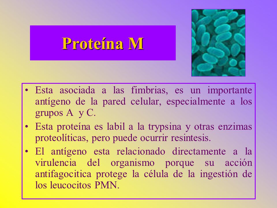 Proteína M Esta asociada a las fimbrias, es un importante antígeno de la pared celular, especialmente a los grupos A y C.