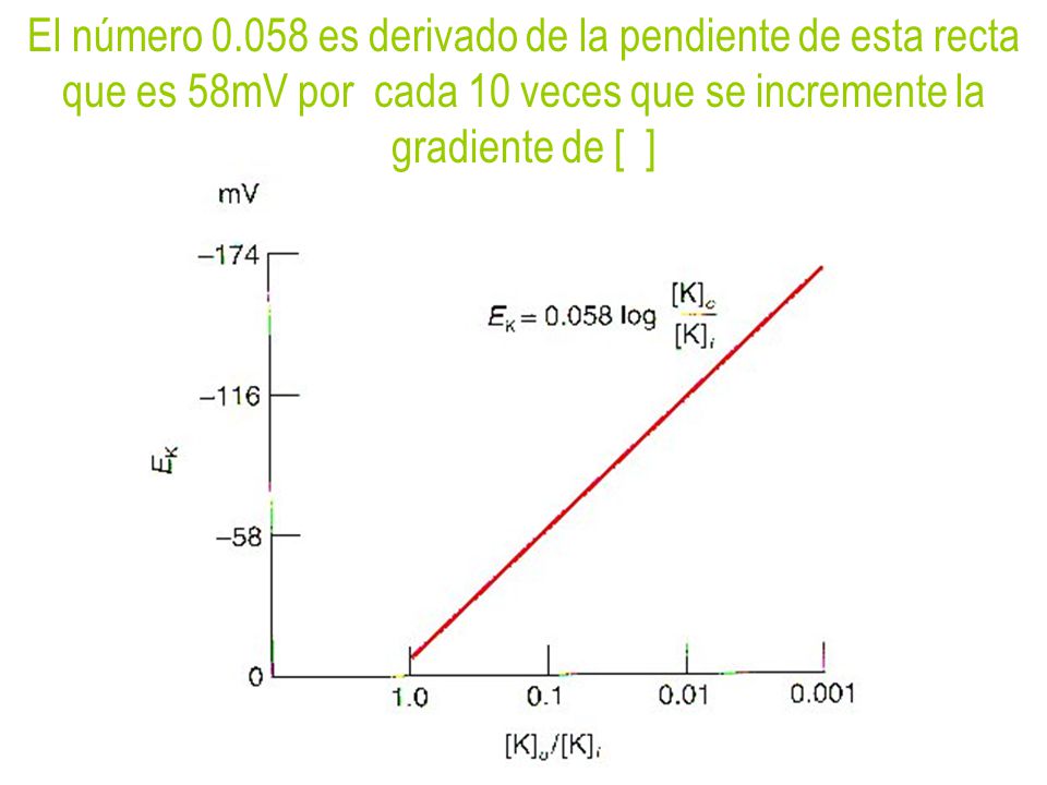 El número es derivado de la pendiente de esta recta que es 58mV por cada 10 veces que se incremente la gradiente de [ ]
