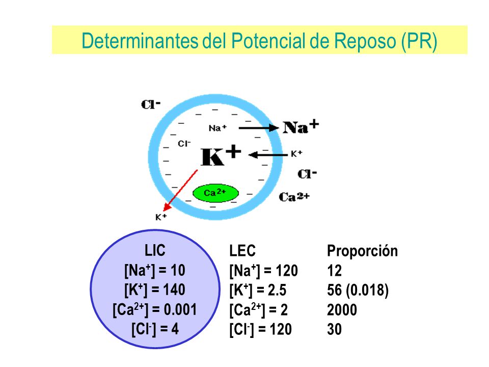 LIC [Na+] = 10 [K+] = 140 [Ca2+] = [Cl-] = 4