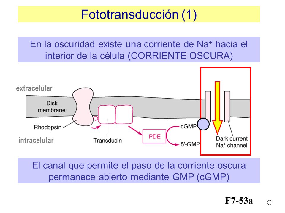 Fototransducción (1) En la oscuridad existe una corriente de Na+ hacia el interior de la célula (CORRIENTE OSCURA)