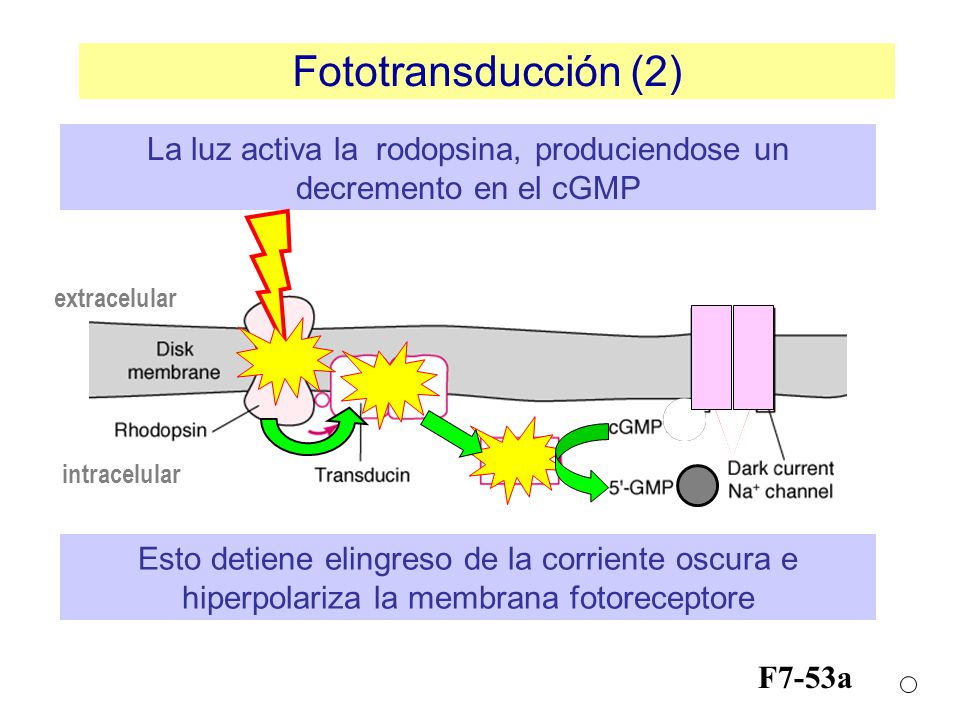 La luz activa la rodopsina, produciendose un decremento en el cGMP