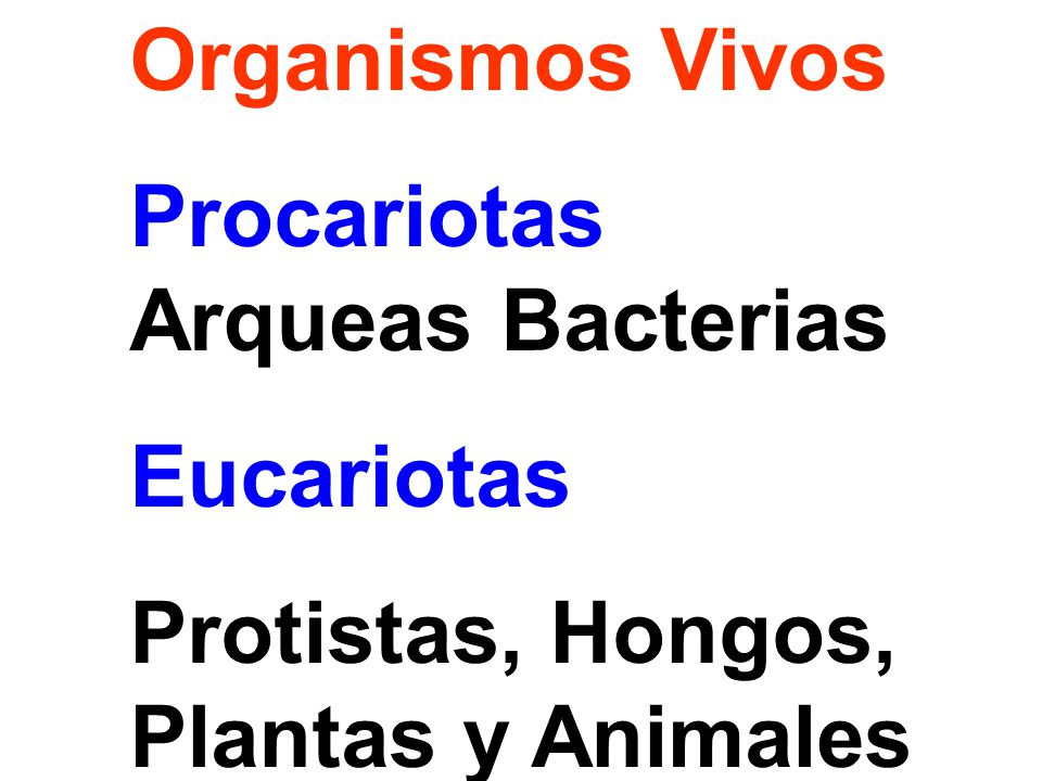 Organismos Vivos Procariotas Arqueas Bacterias Eucariotas Protistas, Hongos, Plantas y Animales
