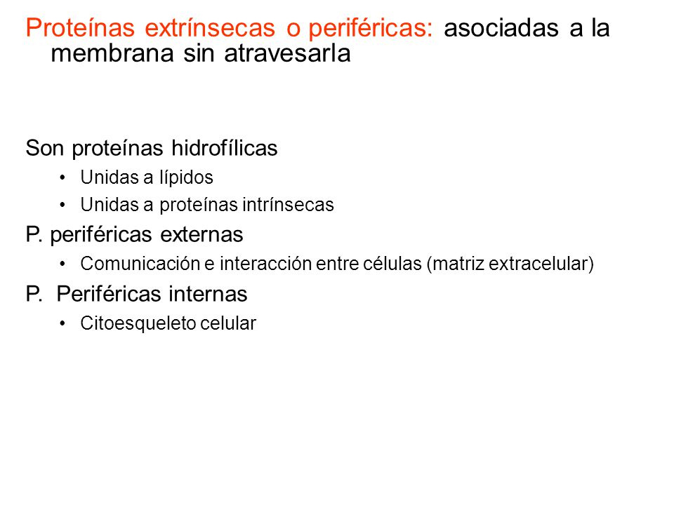 Proteínas extrínsecas o periféricas: asociadas a la membrana sin atravesarla