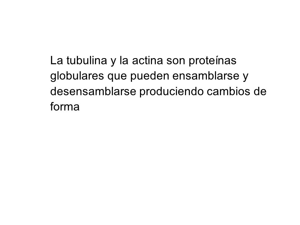La tubulina y la actina son proteínas globulares que pueden ensamblarse y desensamblarse produciendo cambios de forma