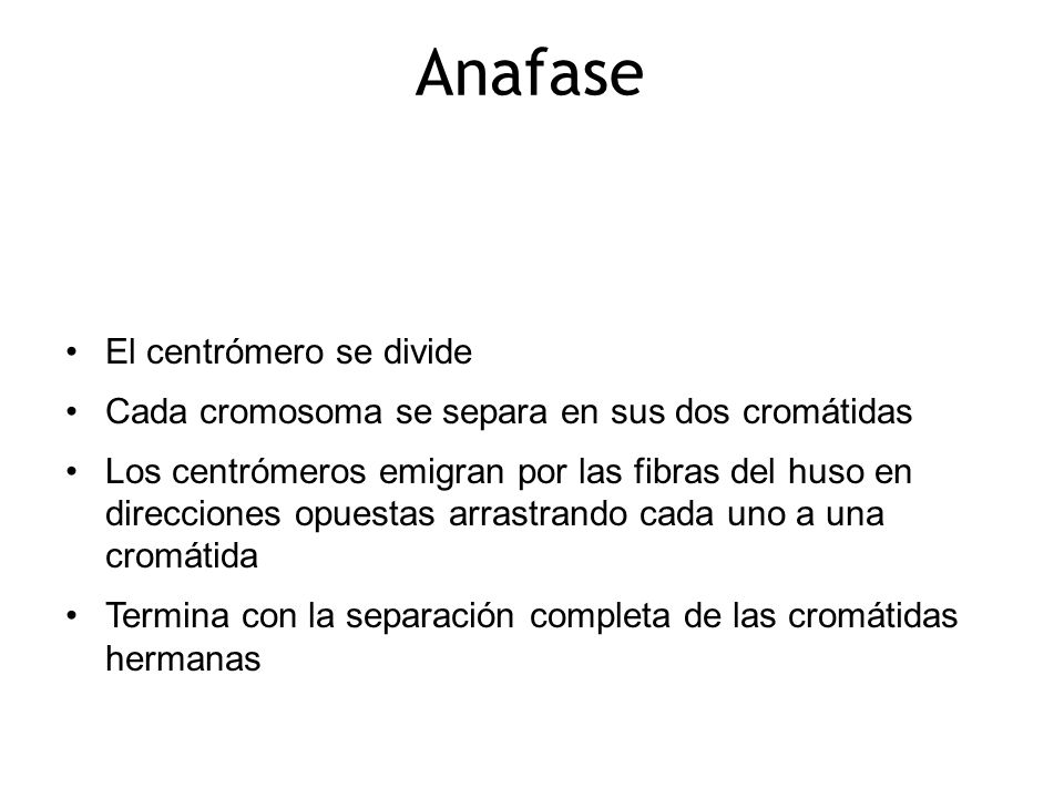 Anafase Es la fase crucial de la mitosis porque distribuye las dos copias de la información genética original.
