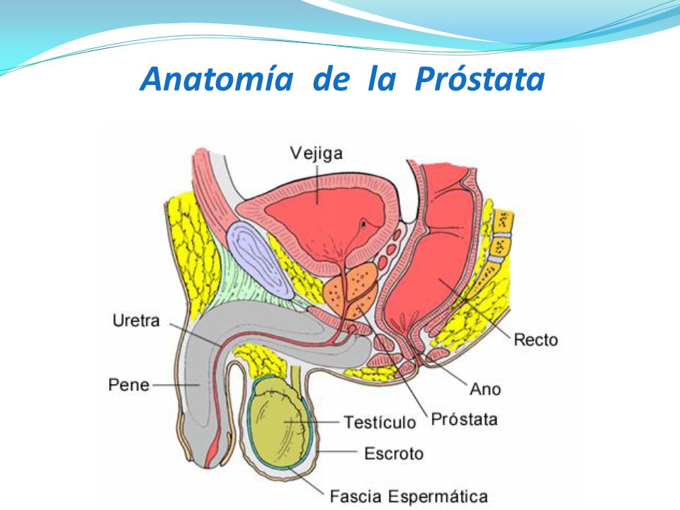 anatomía de la próstata pdf