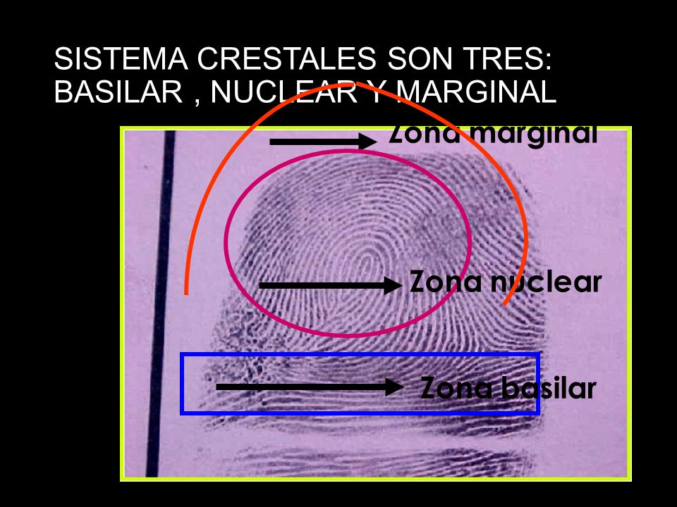 SISTEMA CRESTALES SON TRES: BASILAR , NUCLEAR Y MARGINAL