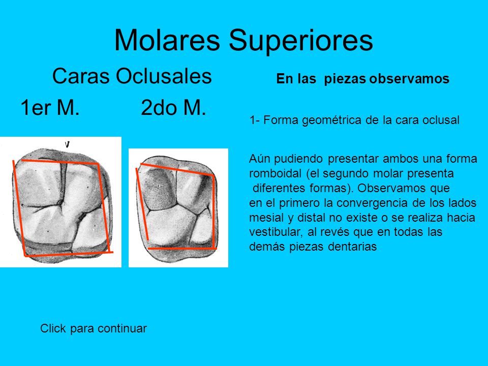 Caras Oclusales En las piezas observamos 1er M. 2do M.