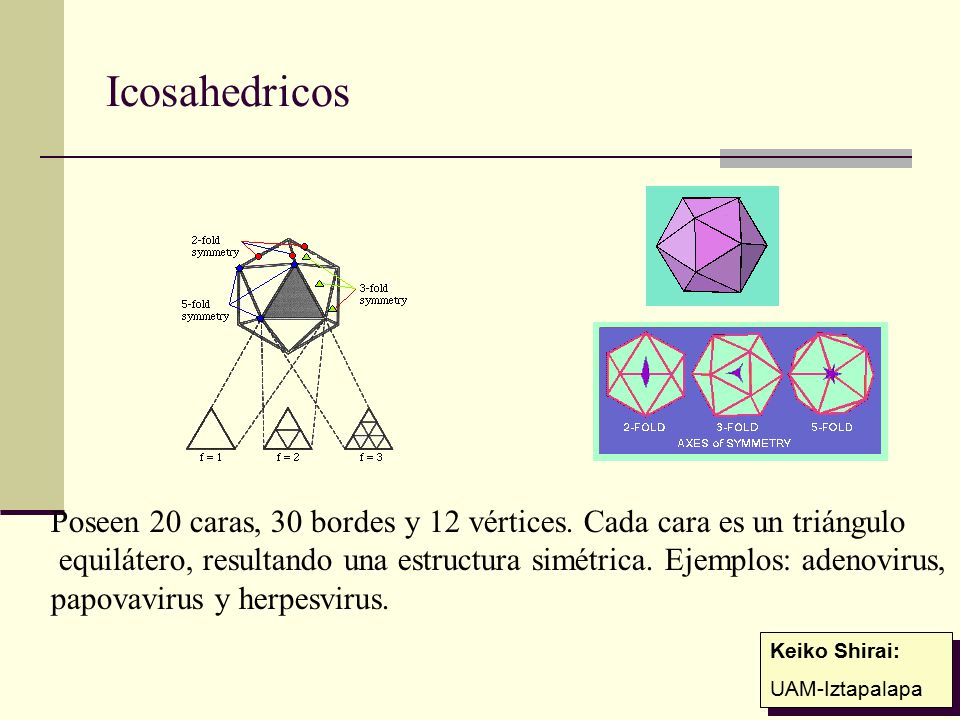 Icosahedricos Poseen 20 caras, 30 bordes y 12 vértices. Cada cara es un triángulo.