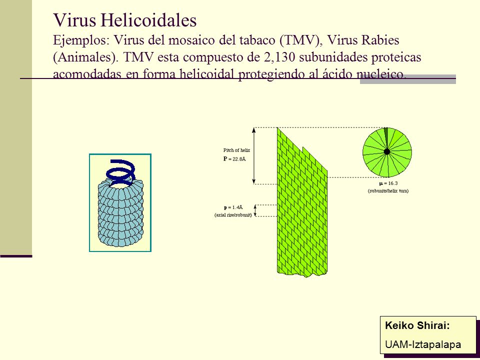 Virus Helicoidales Ejemplos: Virus del mosaico del tabaco (TMV), Virus Rabies (Animales). TMV esta compuesto de 2,130 subunidades proteicas acomodadas en forma helicoidal protegiendo al ácido nucleico.