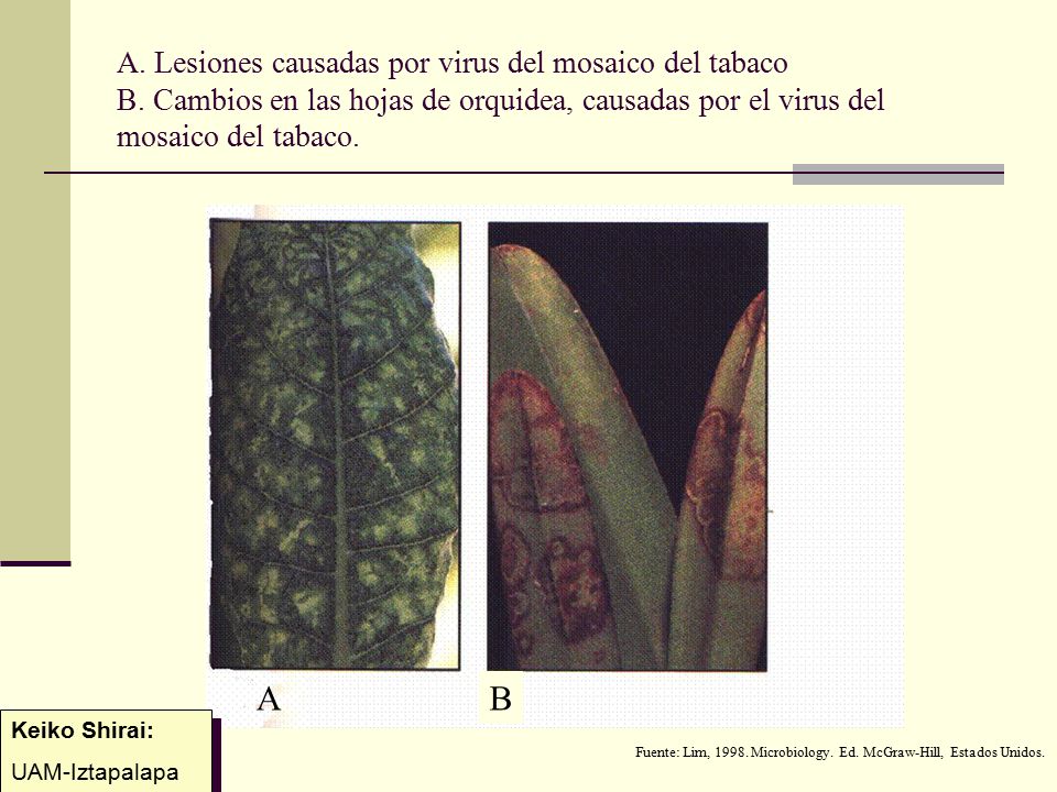 A. Lesiones causadas por virus del mosaico del tabaco B
