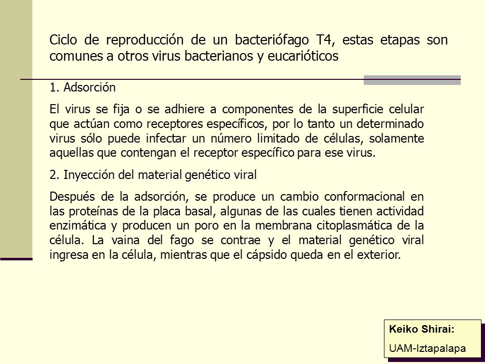 Ciclo de reproducción de un bacteriófago T4, estas etapas son comunes a otros virus bacterianos y eucarióticos