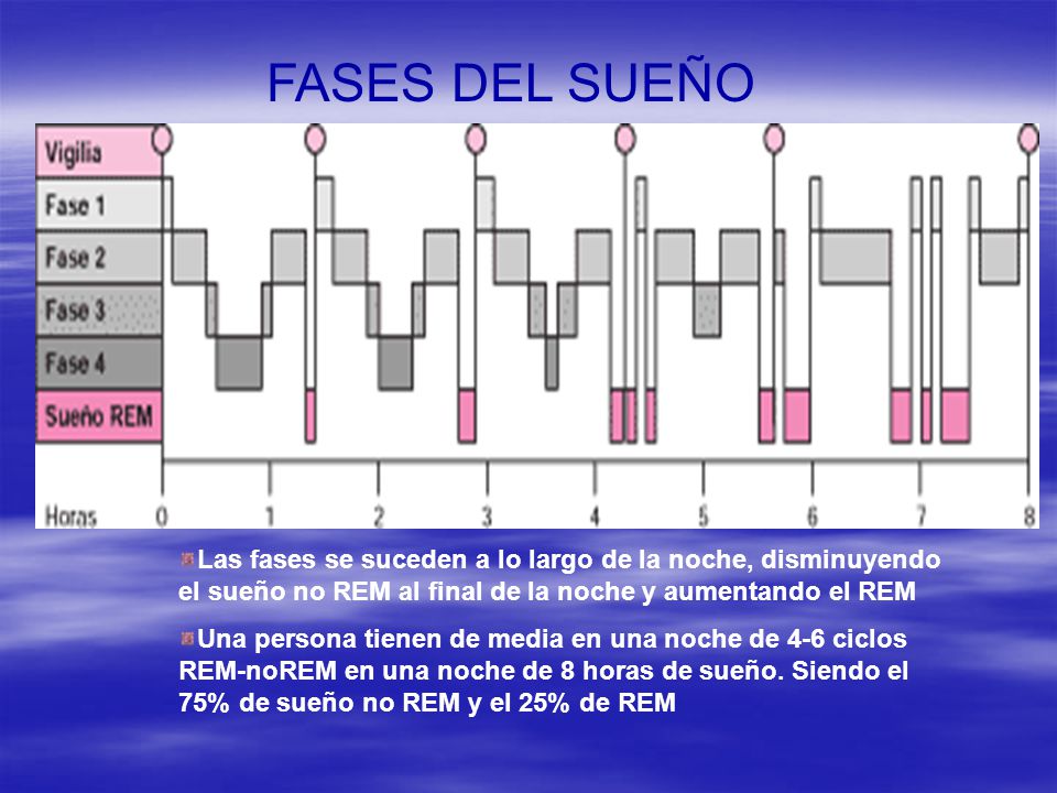 FASES DEL SUEÑO Las fases se suceden a lo largo de la noche, disminuyendo el sueño no REM al final de la noche y aumentando el REM.