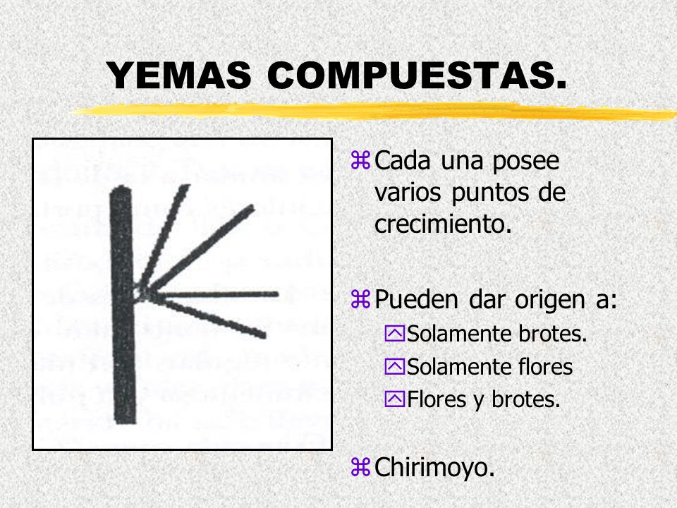 YEMAS COMPUESTAS. Cada una posee varios puntos de crecimiento.