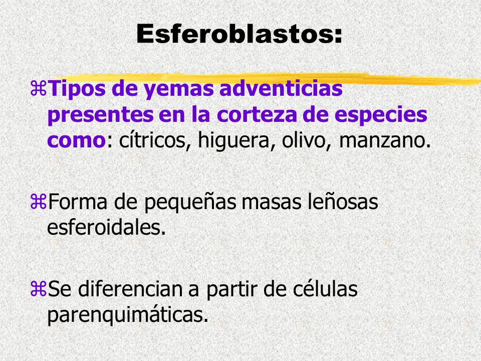 Esferoblastos: Tipos de yemas adventicias presentes en la corteza de especies como: cítricos, higuera, olivo, manzano.