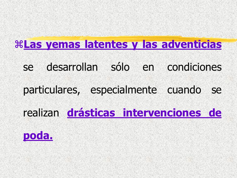 Las yemas latentes y las adventicias se desarrollan sólo en condiciones particulares, especialmente cuando se realizan drásticas intervenciones de poda.