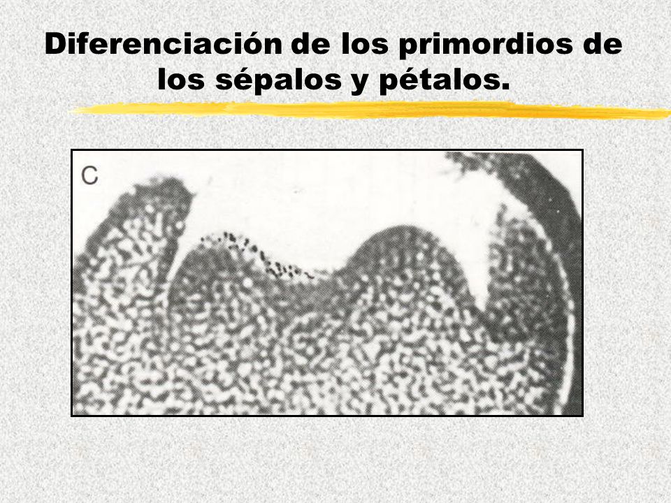 Diferenciación de los primordios de los sépalos y pétalos.