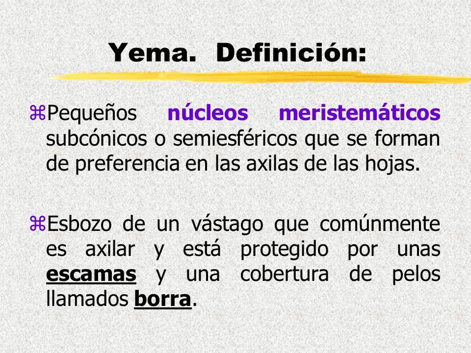 Yema. Definición: Pequeños núcleos meristemáticos subcónicos o semiesféricos que se forman de preferencia en las axilas de las hojas.