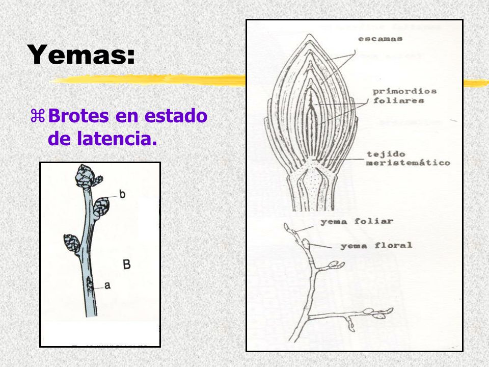 YEMAS Anatomía vegetal.. - ppt video online descargar
